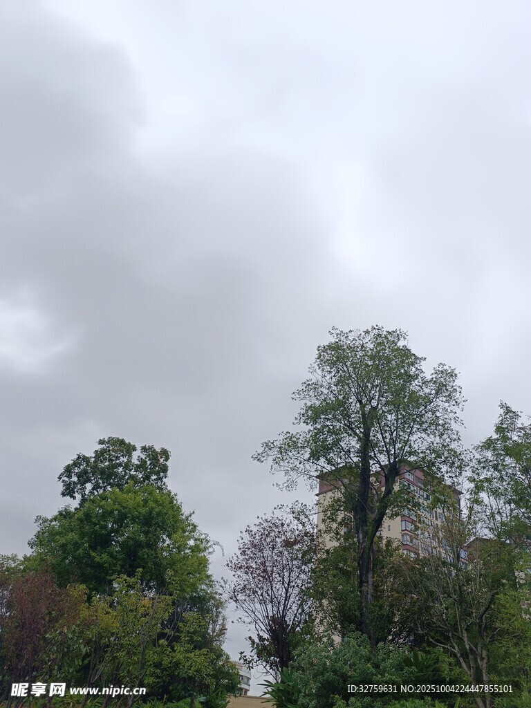 阴天中的葱郁树林