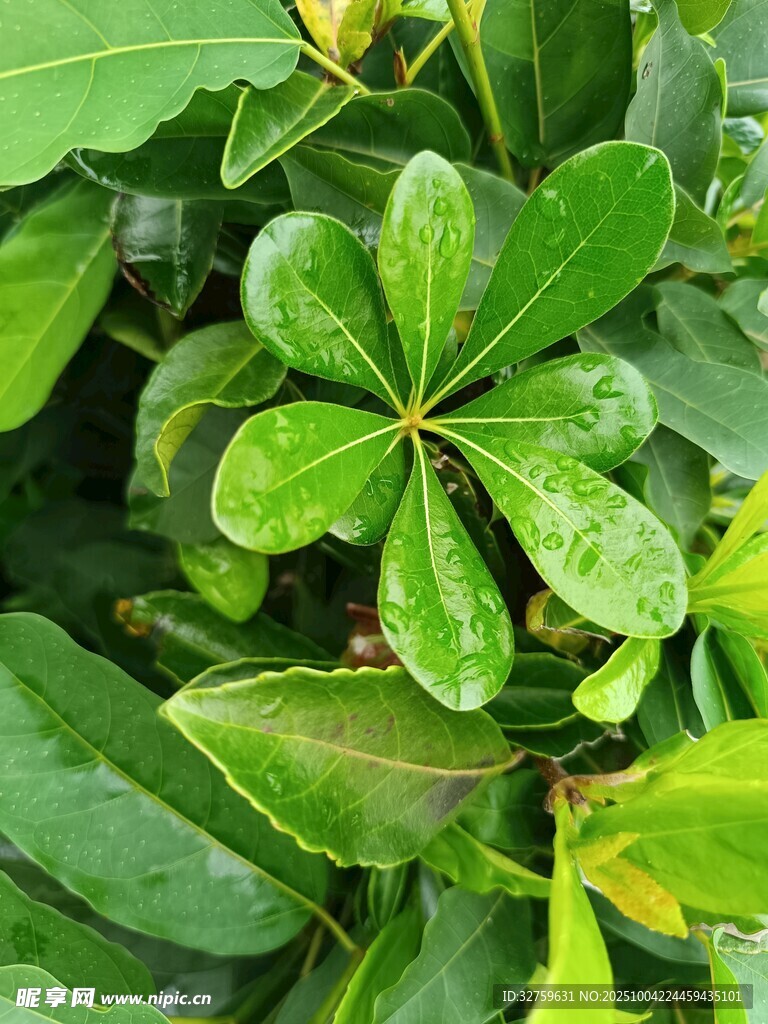 翠绿鹅掌柴叶片特写