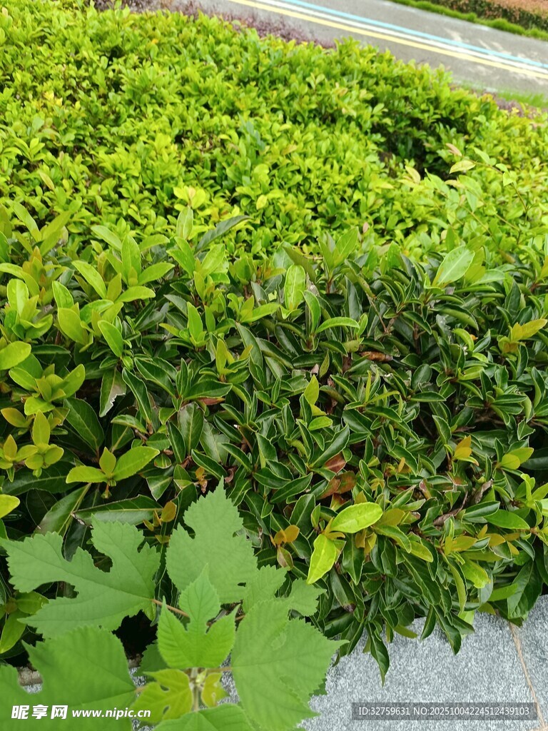 翠绿繁茂的灌木丛景观