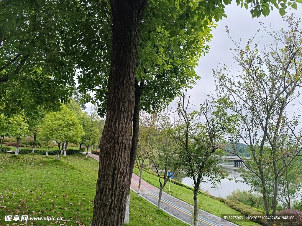 湖畔绿荫下的静谧公园