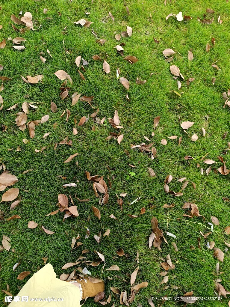 草地上散落的枯叶