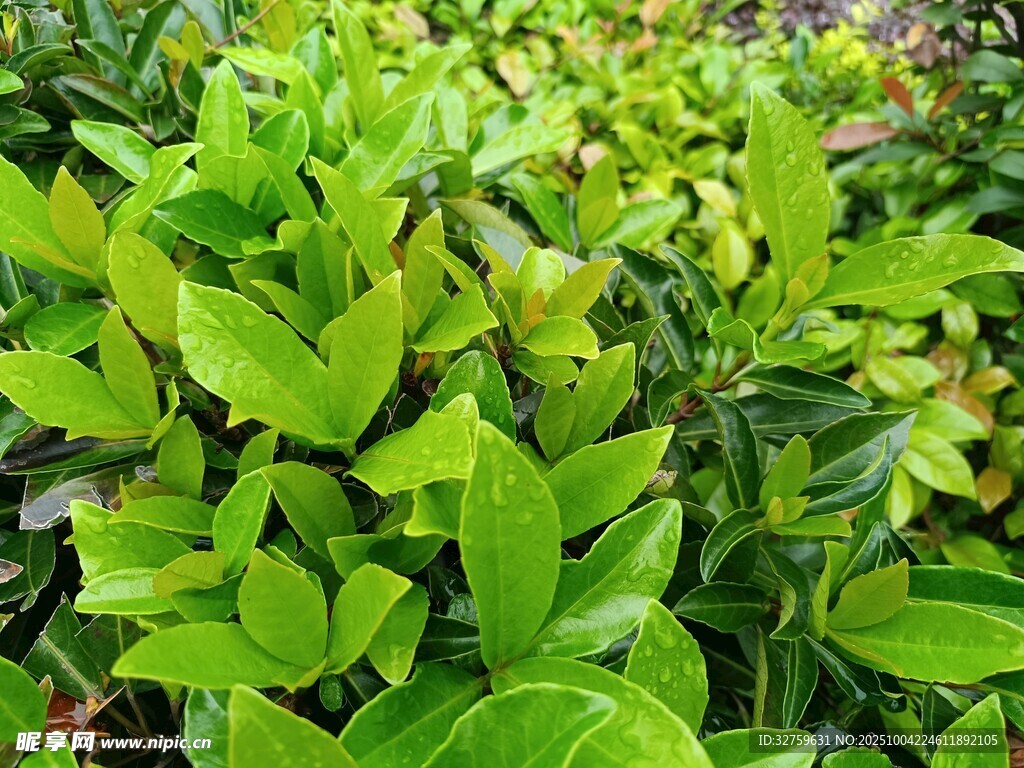 翠绿繁茂的绿植景观
