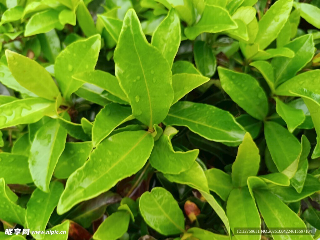 翠绿叶片的生机植物