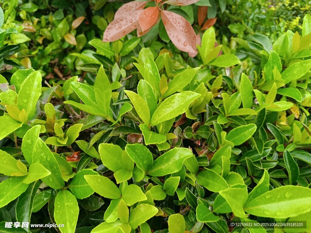 翠绿繁茂的生机植物