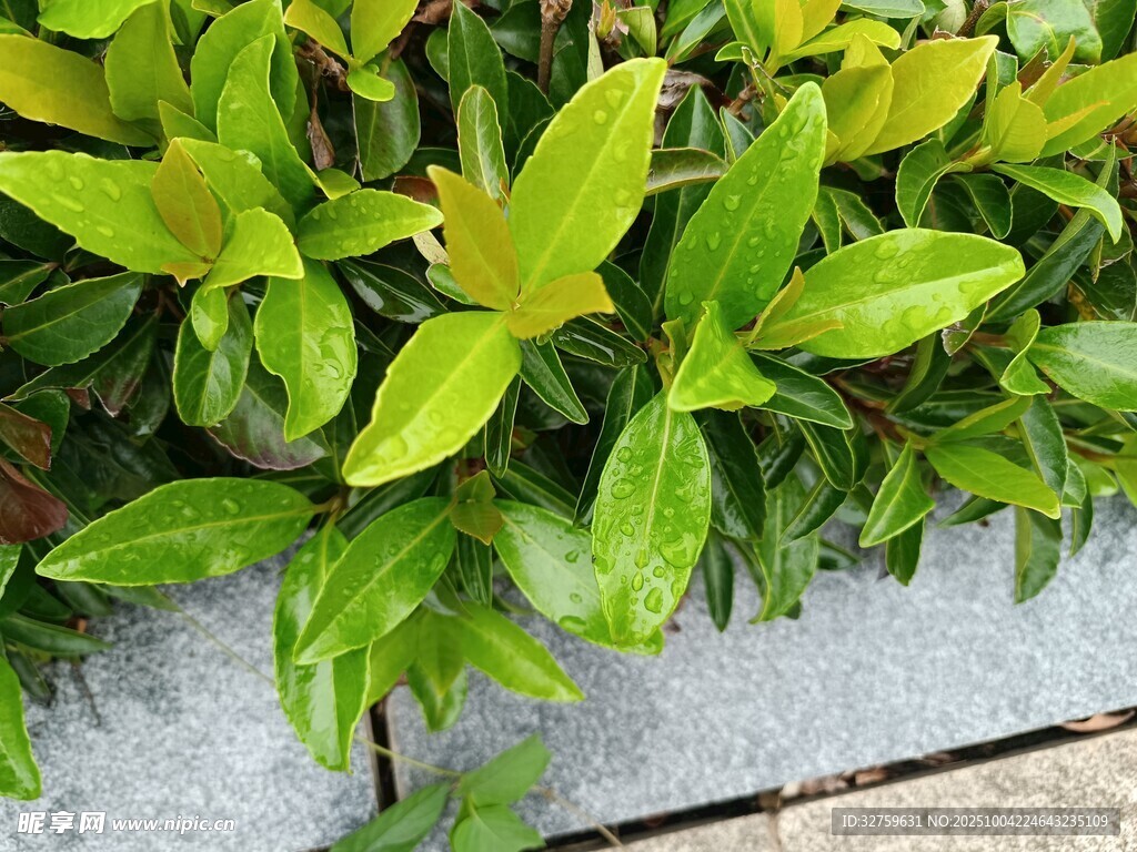 绿叶植物特写