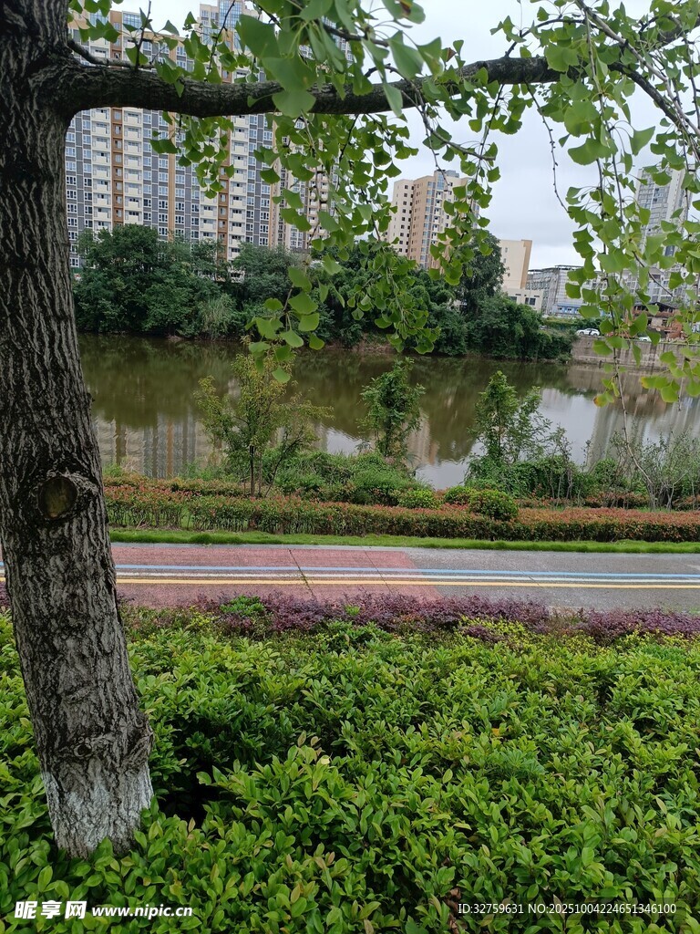 河畔绿树与繁茂植被景观