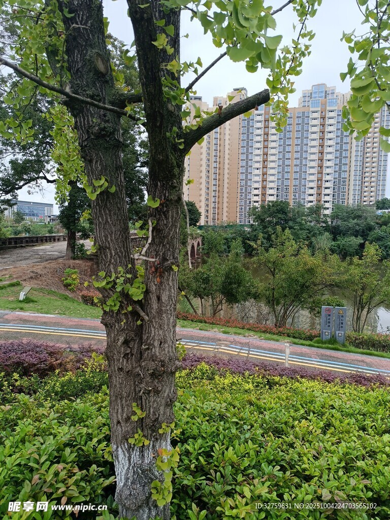 城市中的绿树与繁茂植被