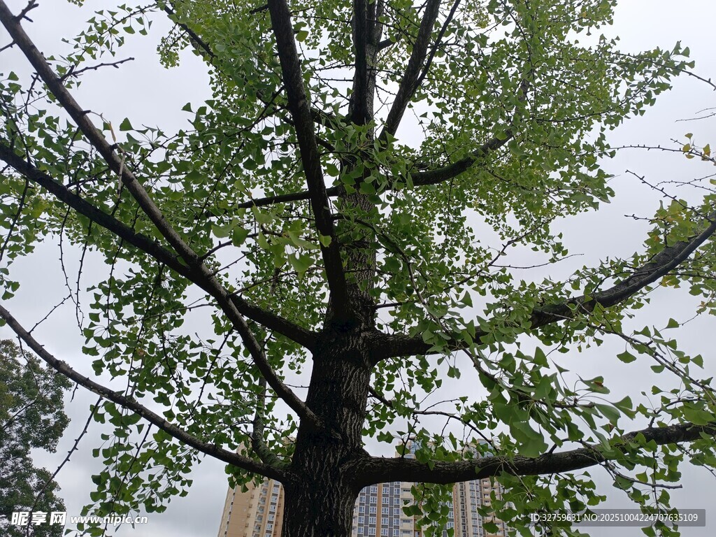 高大繁茂的绿树