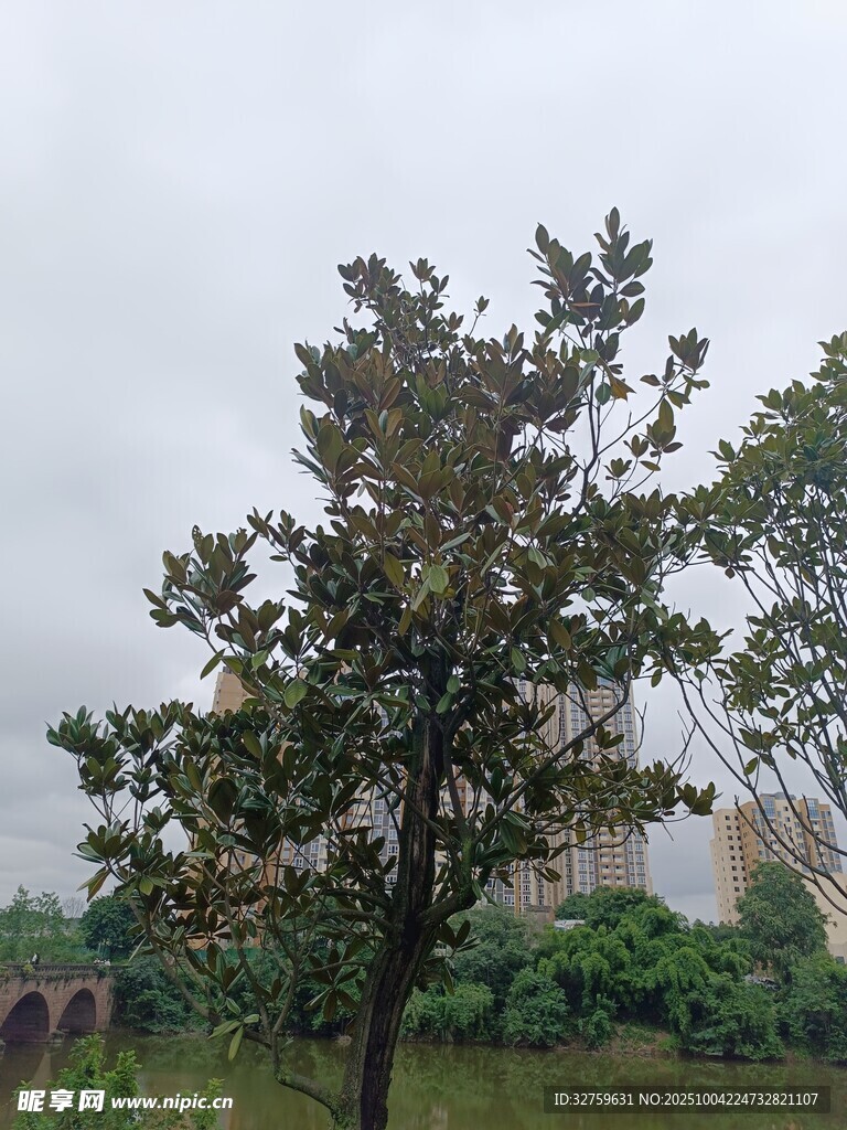 雨中挺立的茂盛树木