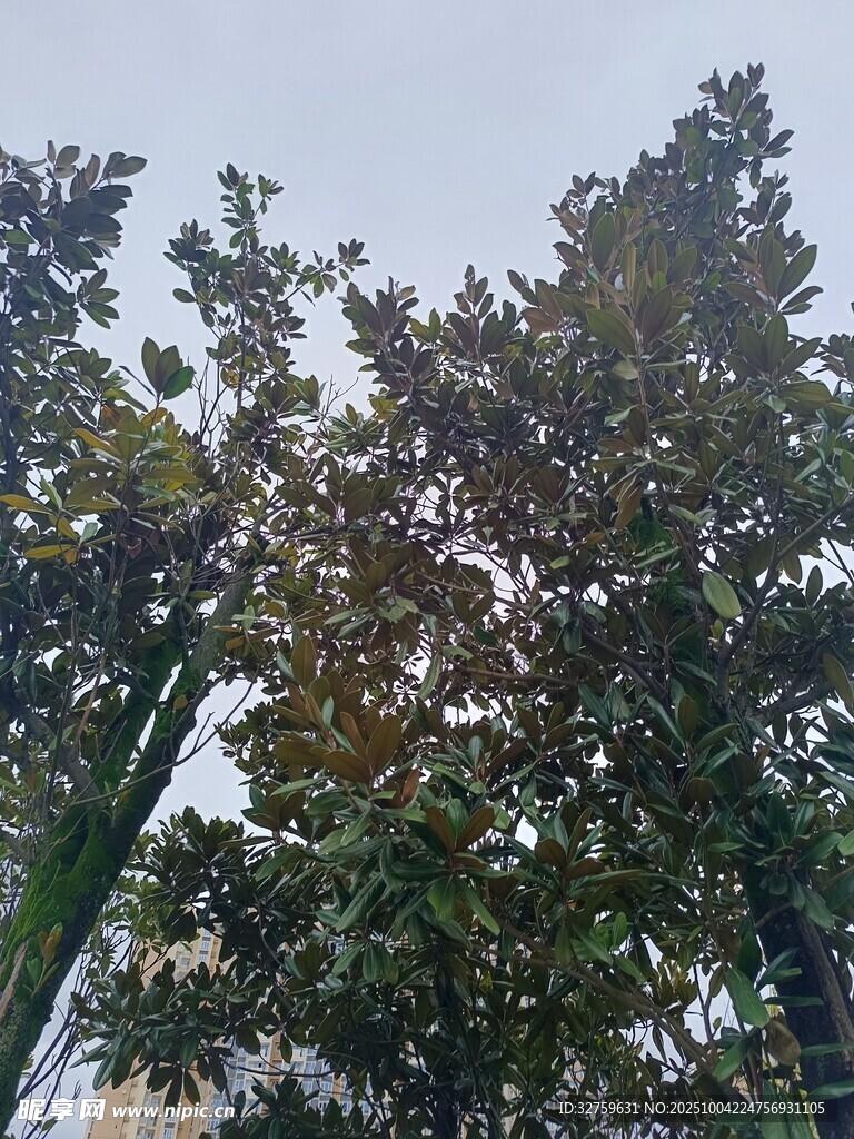 秋日繁茂树木景观