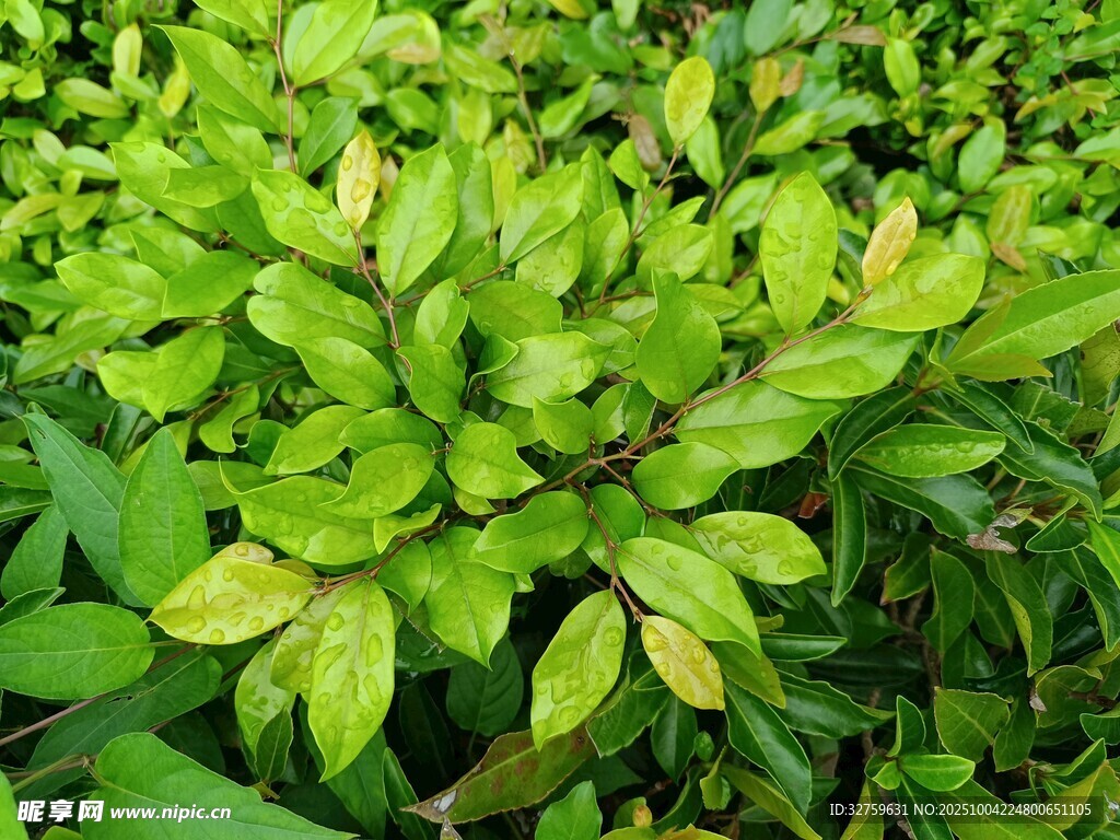 翠绿繁茂的植物叶片