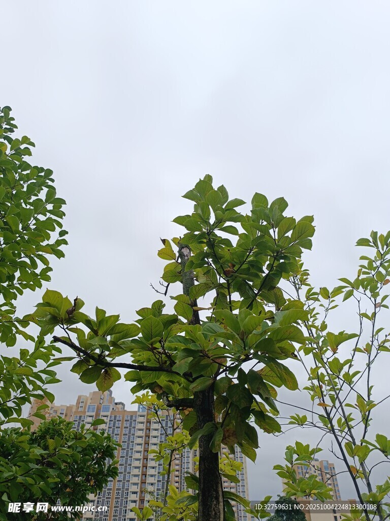 绿叶繁茂的挺拔树木