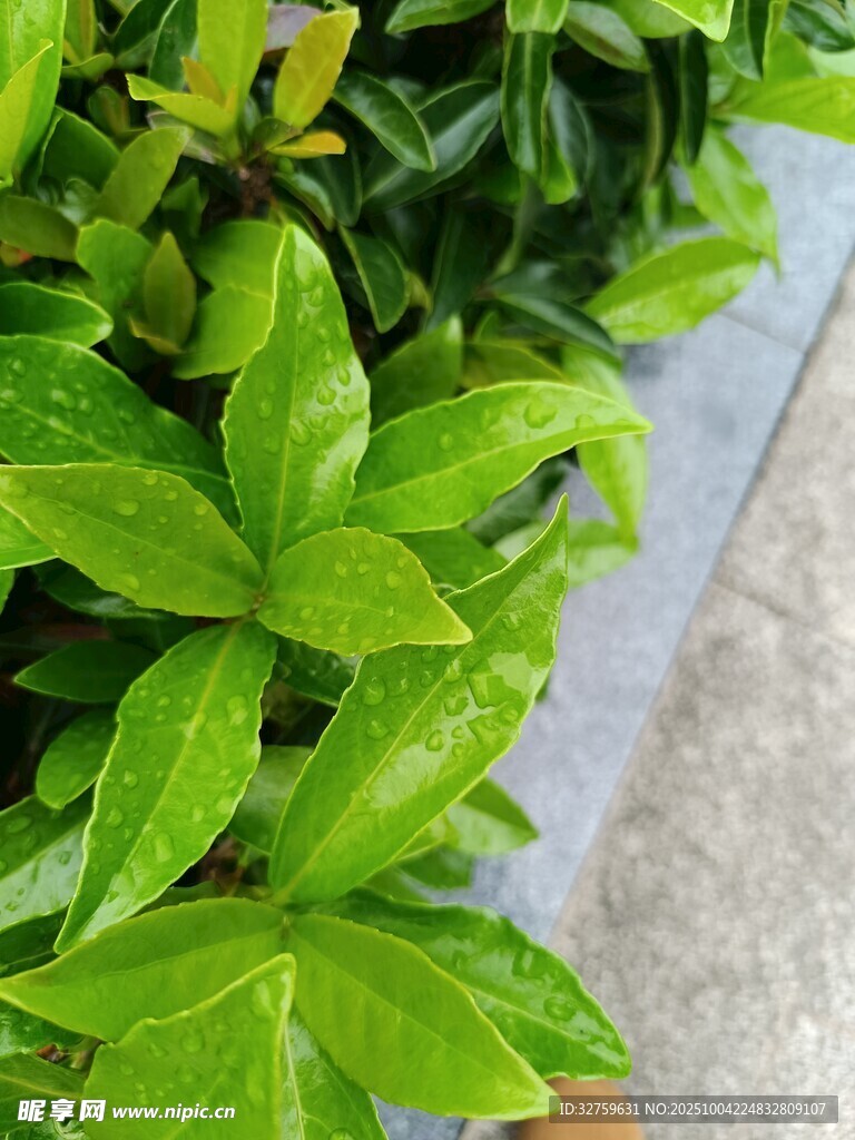 翠绿叶片上的晶莹水珠