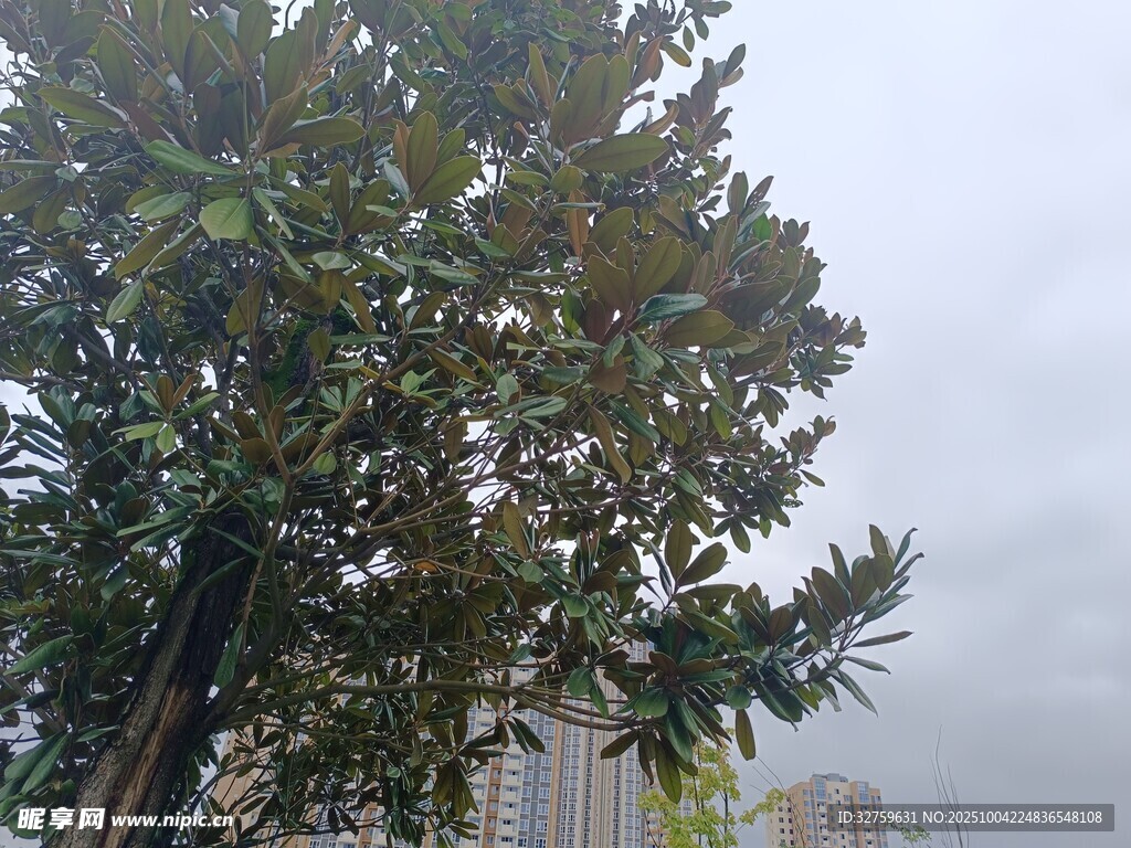 雾中繁茂大树