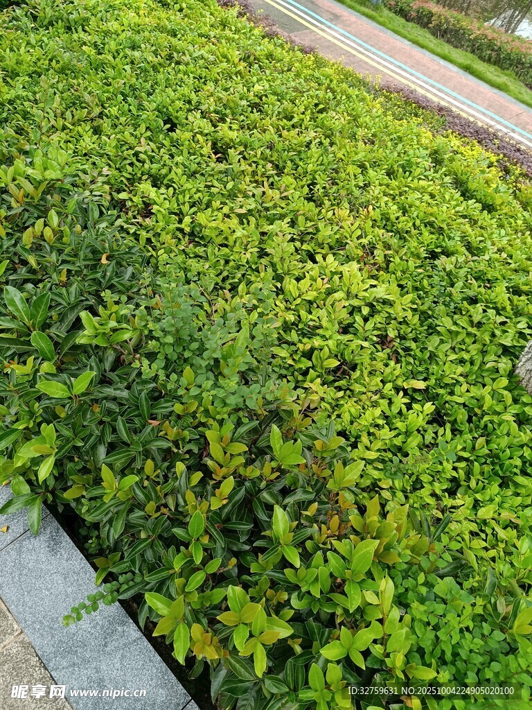 翠绿繁茂的低矮绿植景观