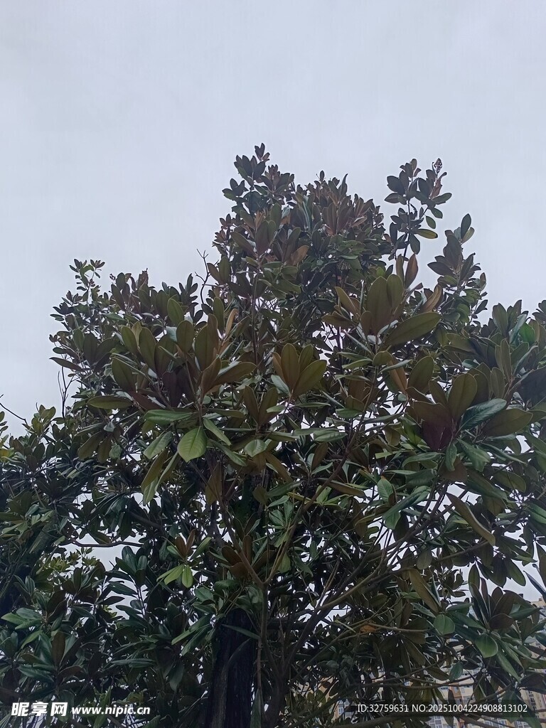 雨中茂盛的树木
