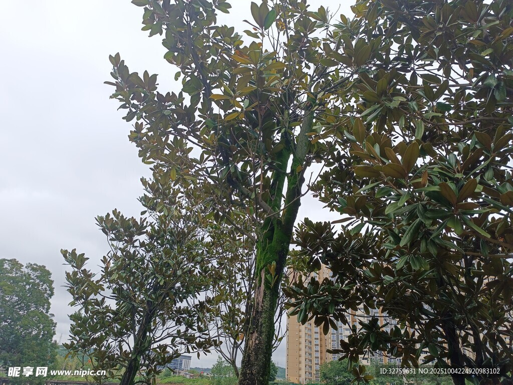 雨中枝叶繁茂的树木