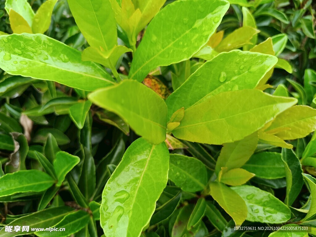 翠绿清新植物叶片特写