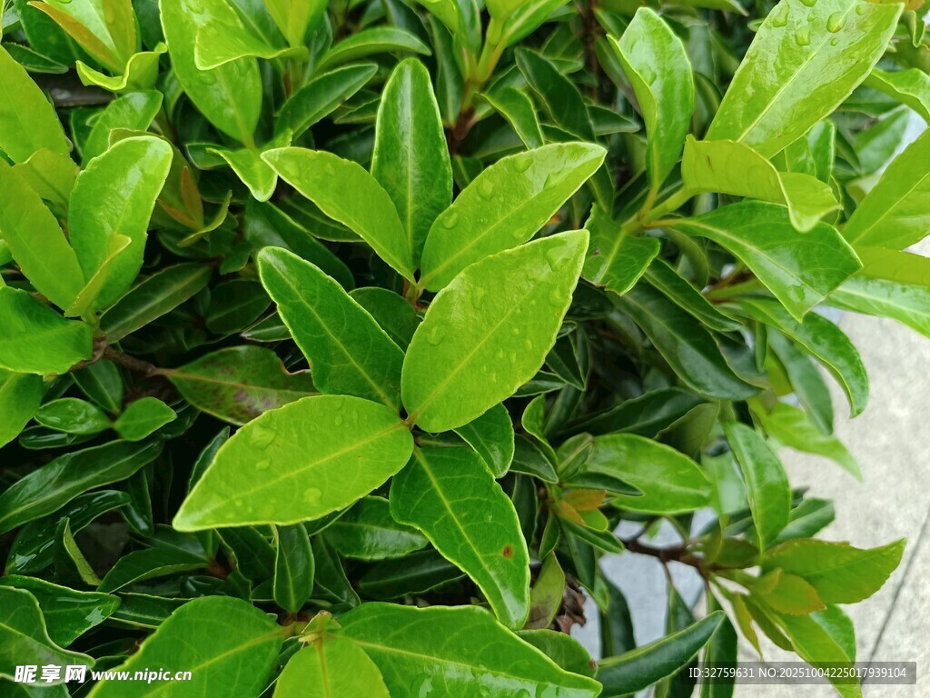 翠绿繁茂的清新绿植