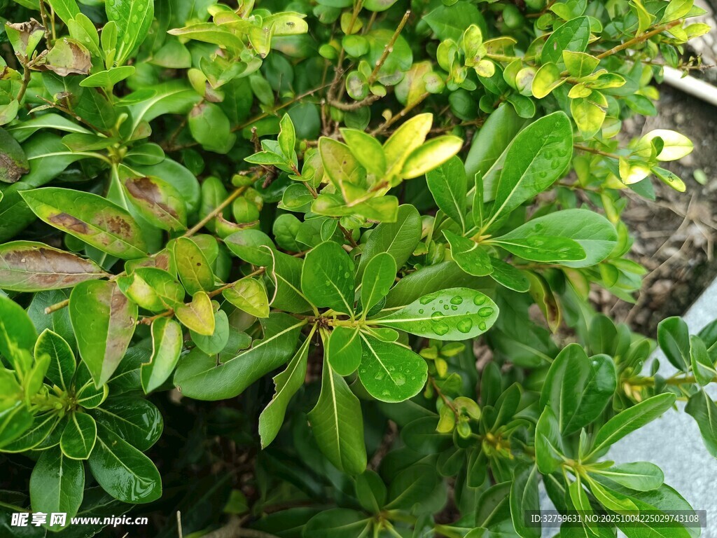 翠绿繁茂的绿色植物