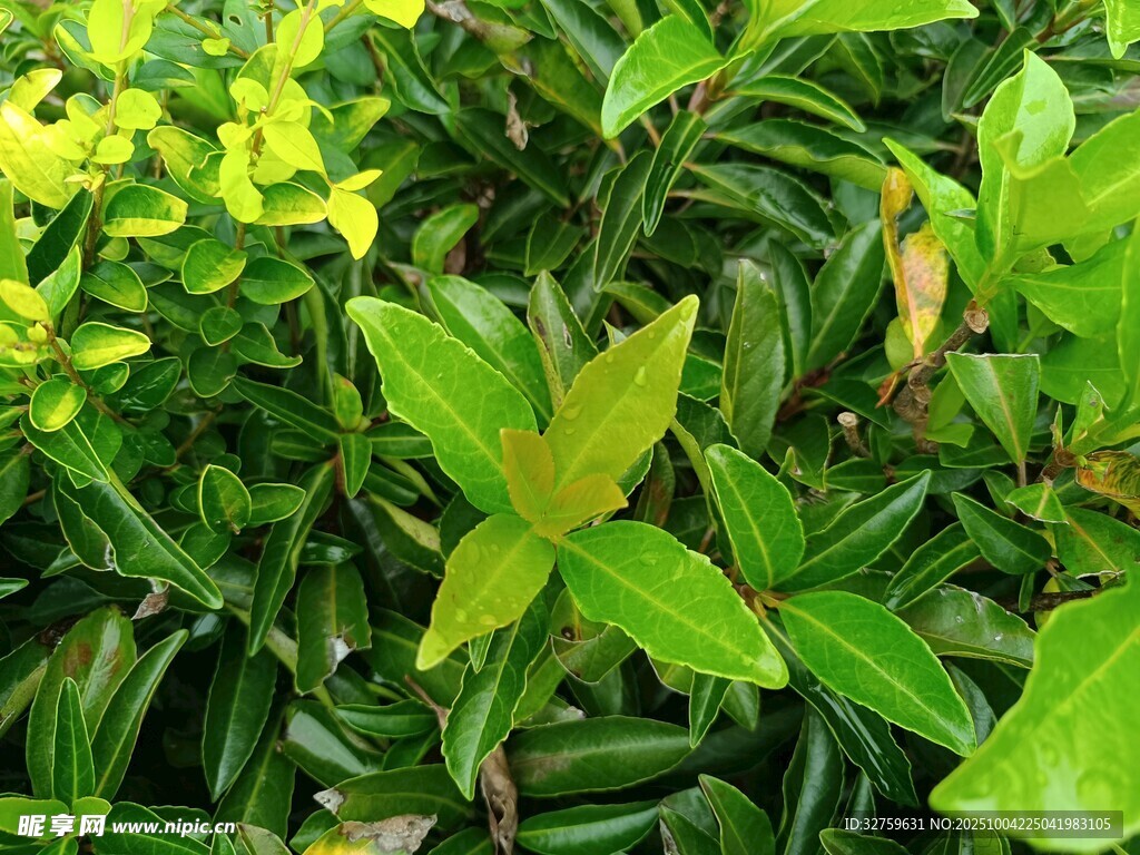 翠绿繁茂的植物叶片