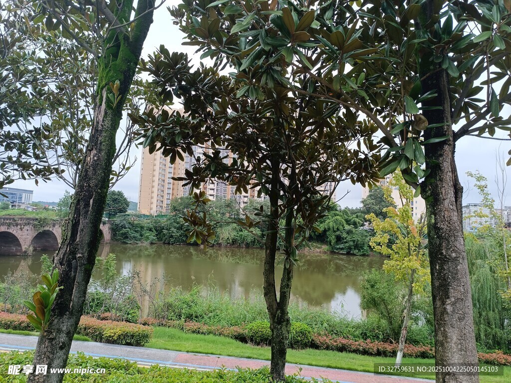 雨中河畔绿树风景