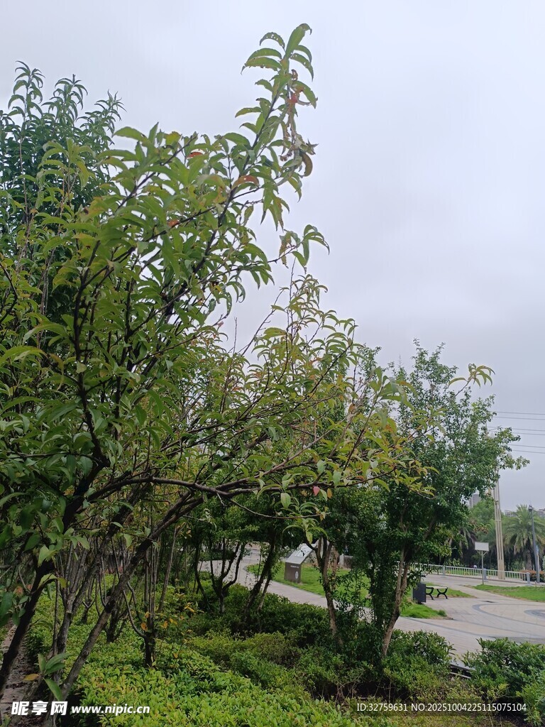 绿树成荫的户外景致