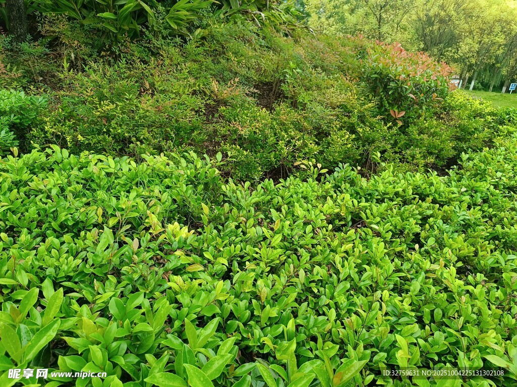 翠绿繁茂的田间植物景观