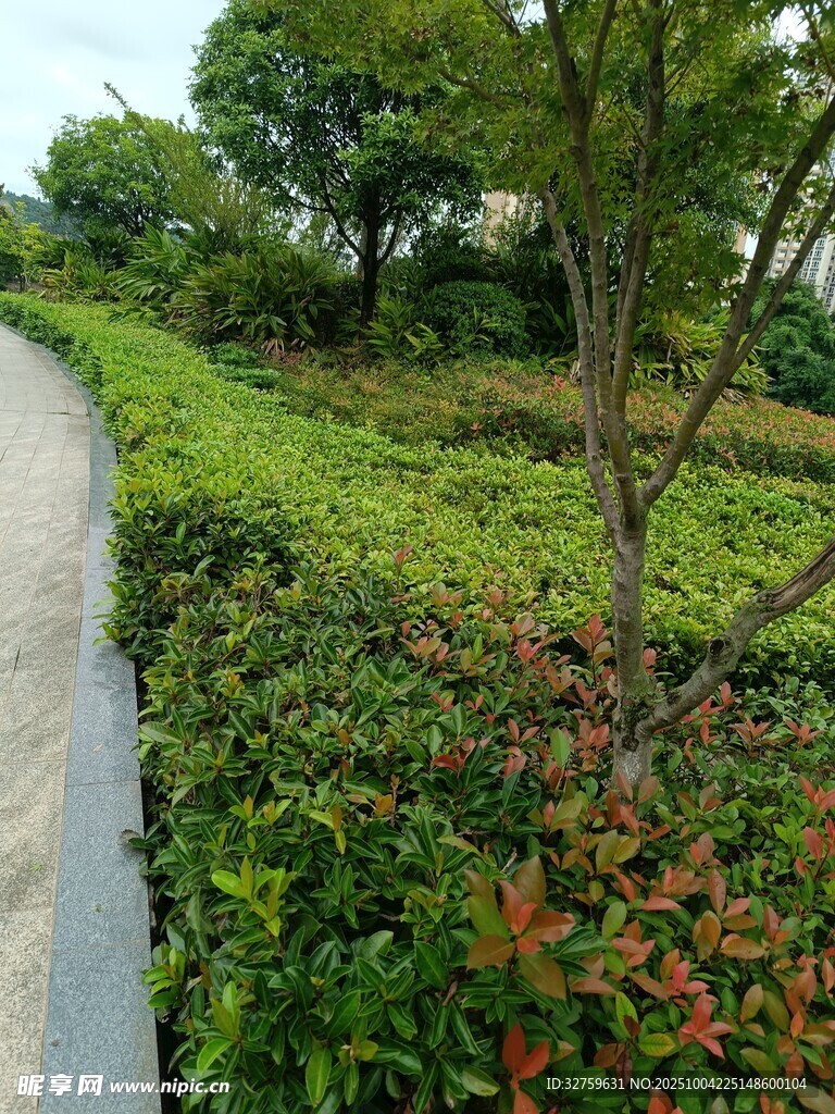 路边绿植景观