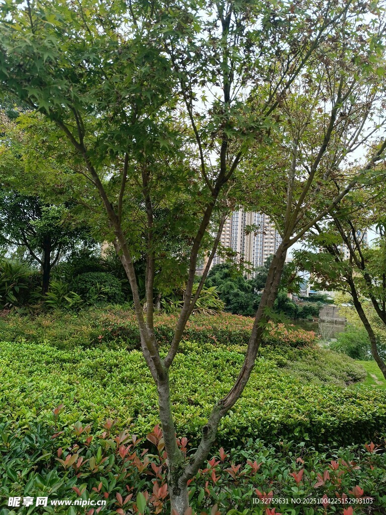 绿意盎然的户外树木景观