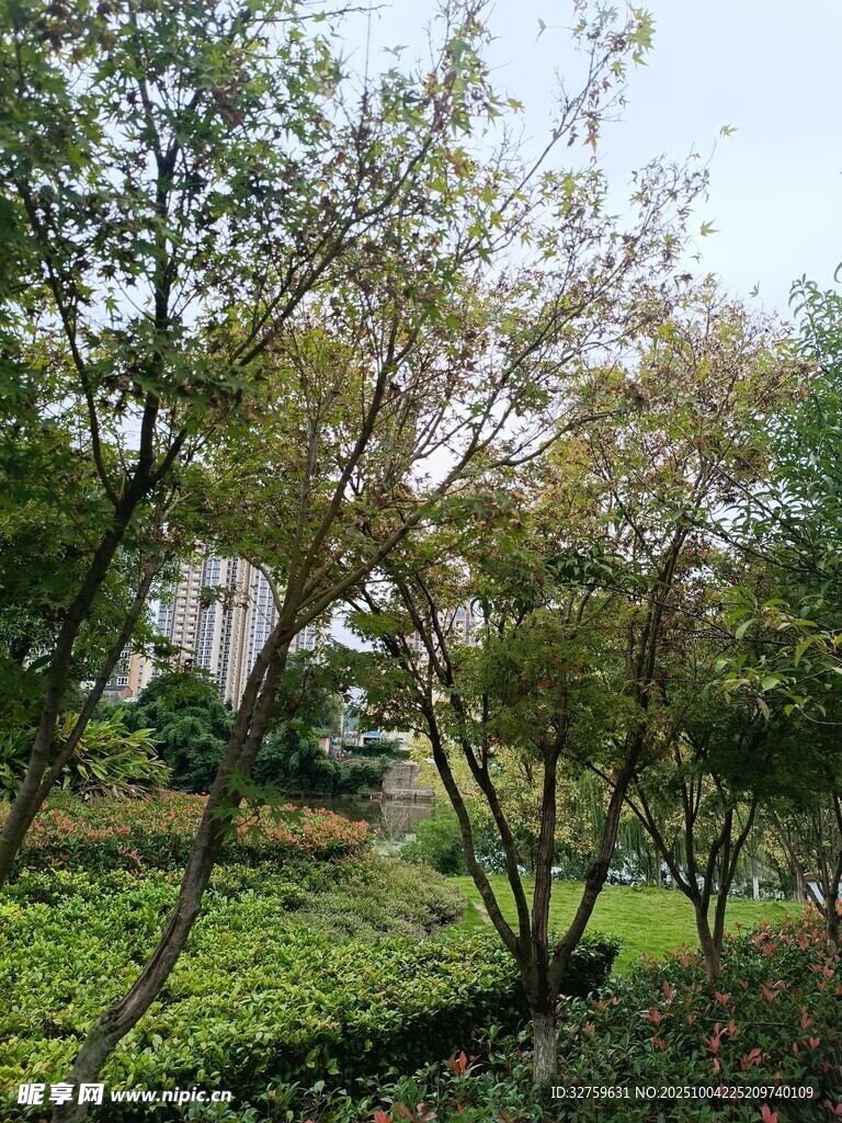林间绿意盎然的自然景致