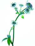 大星芹