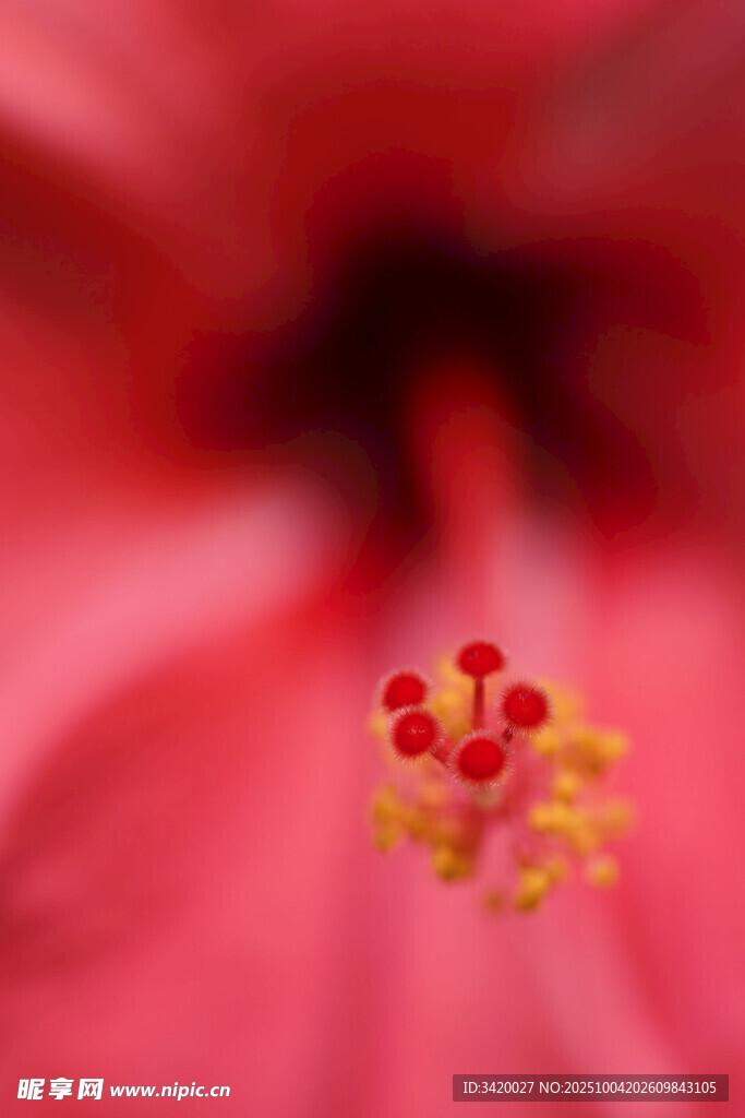 扶桑花