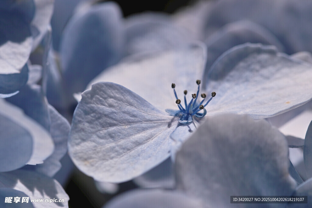 蓝绣球花特写