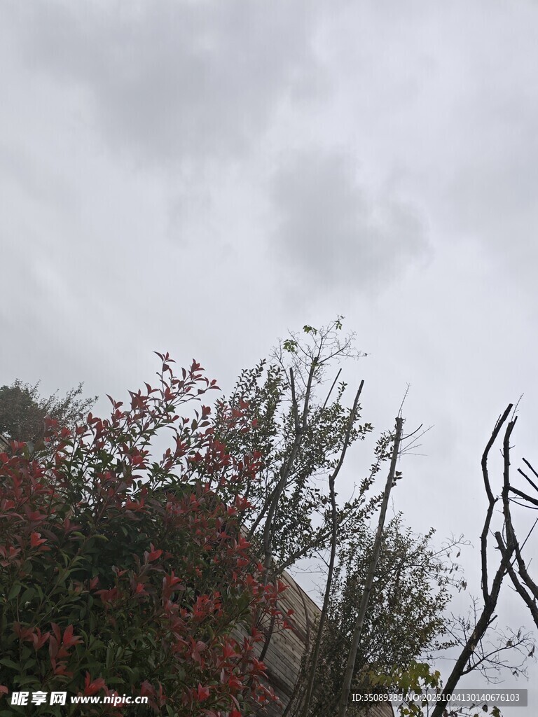 阴天中的植物与铁艺景观
