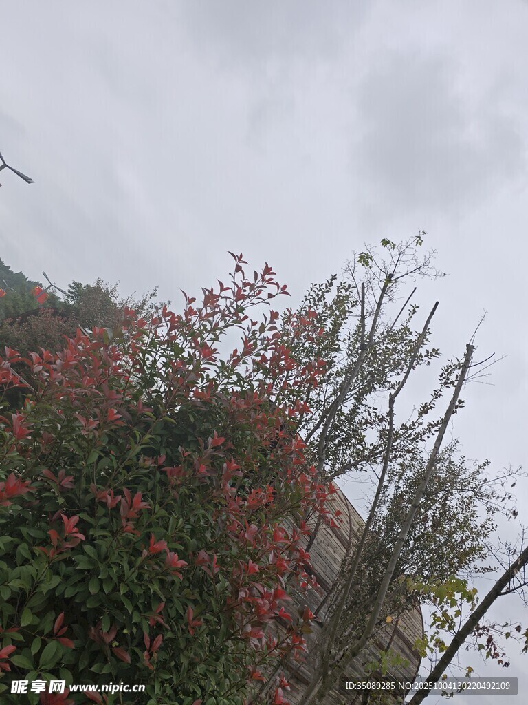 雨中绽放的艳丽花丛