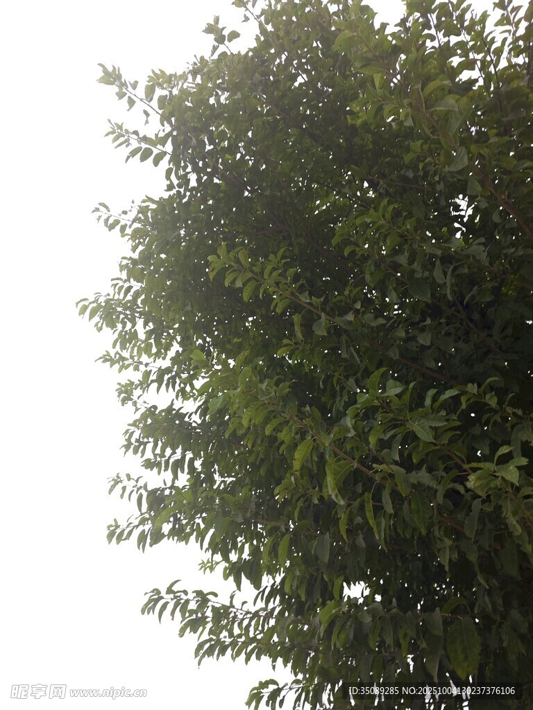 茂盛绿树