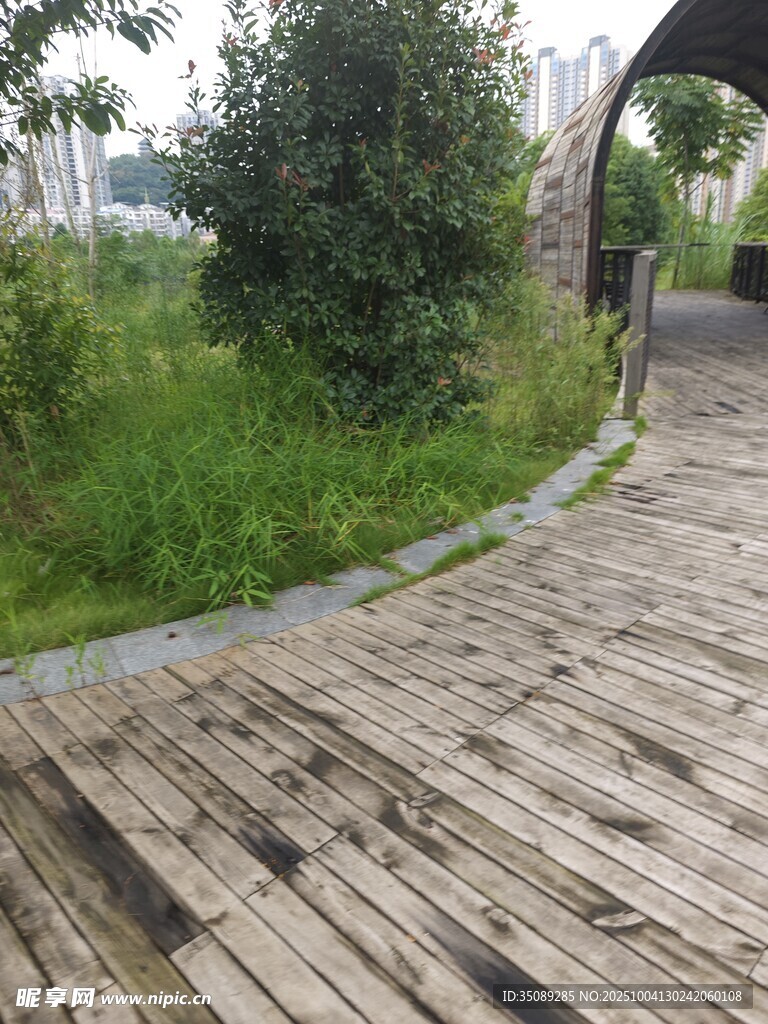 木质步道旁的绿意景致