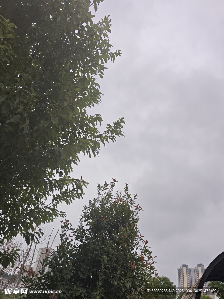 阴天中的绿树与远处建筑