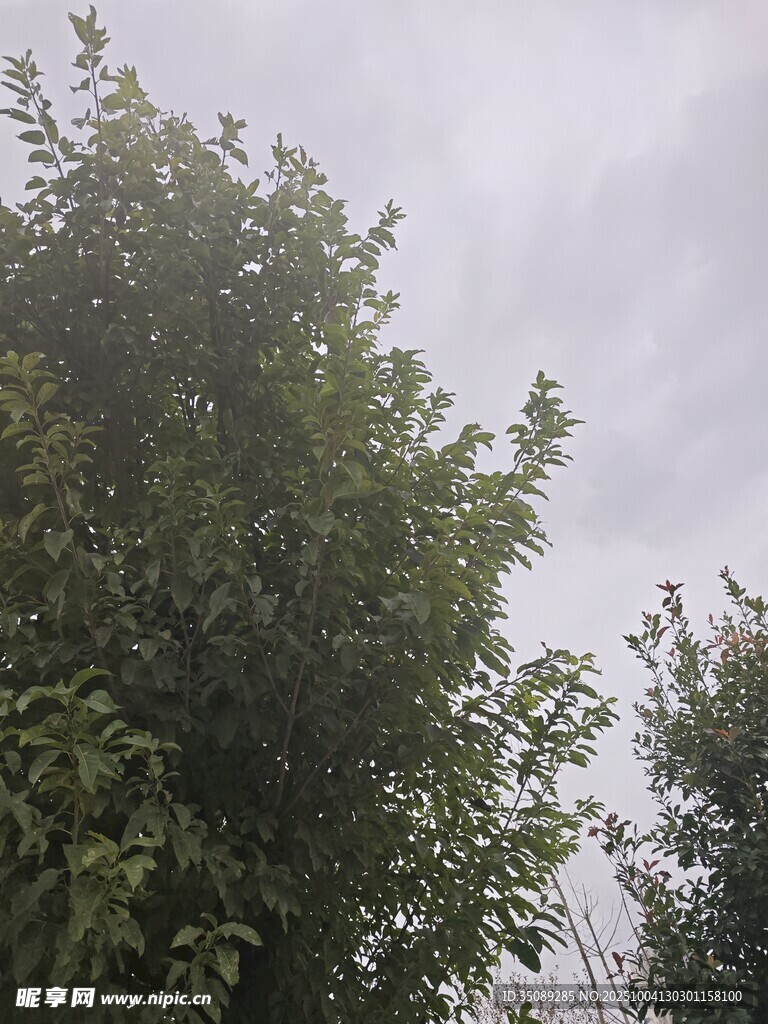 阴天中的葱郁树木