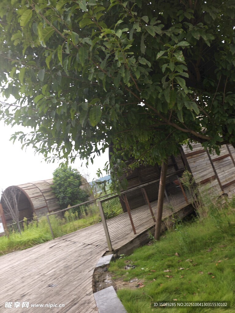 乡村小道旁的绿意景致