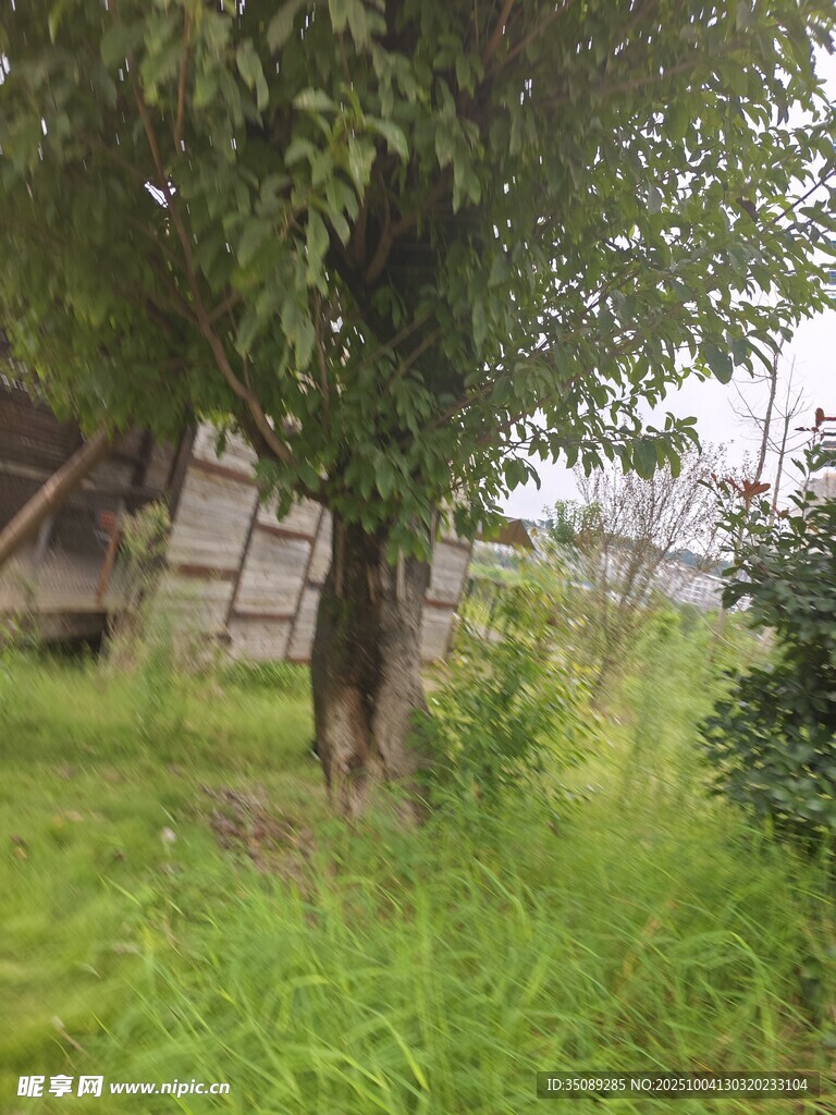 乡村小院旁的绿树与草地
