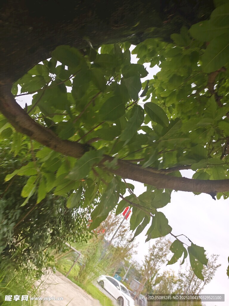 透过枝叶看远处景象