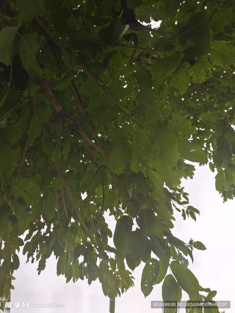 仰视繁茂绿叶景观