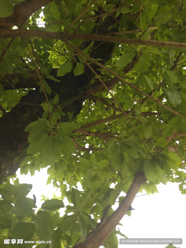 仰视繁茂枝叶
