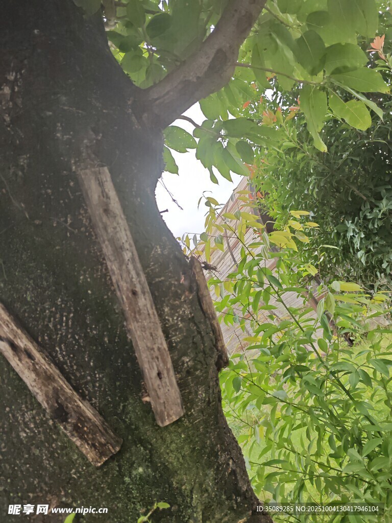 树干上的绿植生机盎然