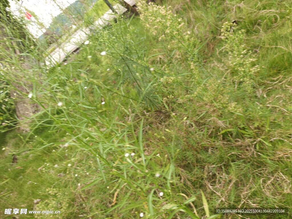 野外茂盛的绿色草地