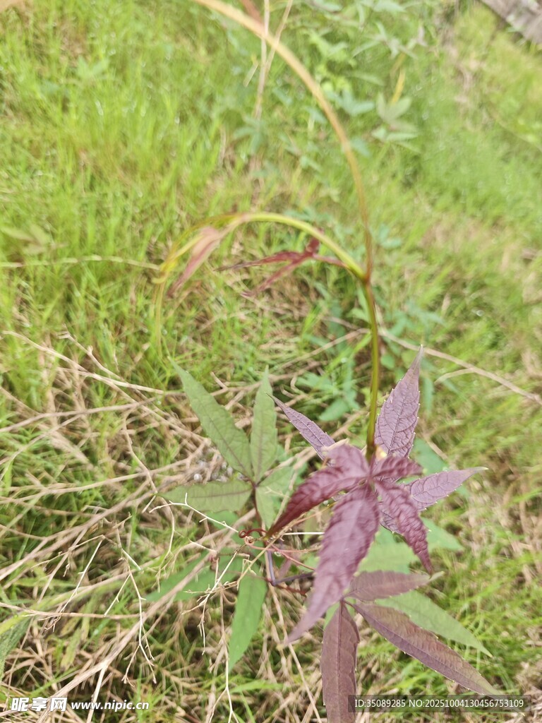 草丛中的紫色植物