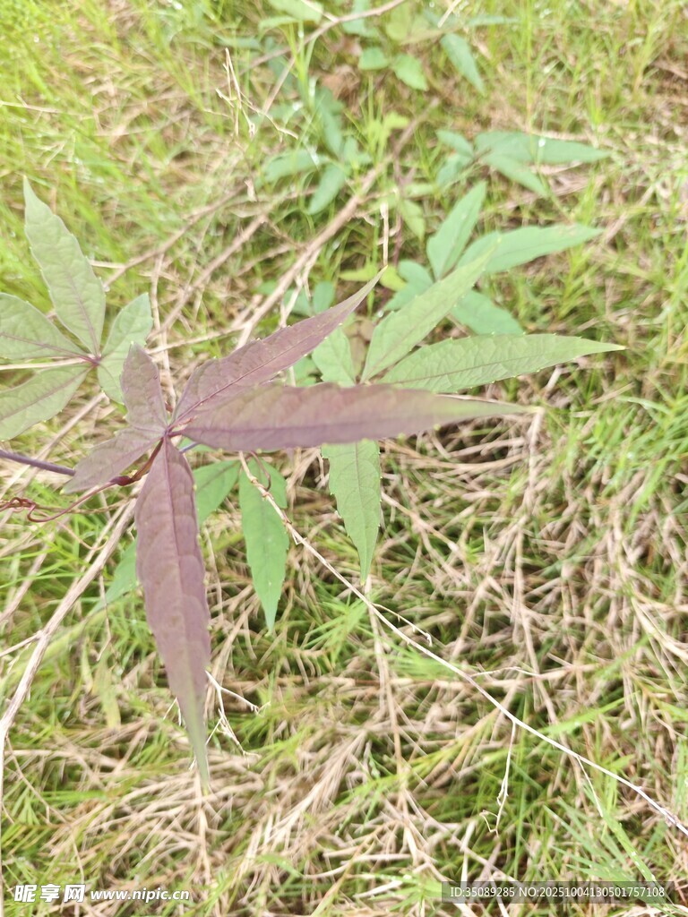 地上的紫色叶片植物