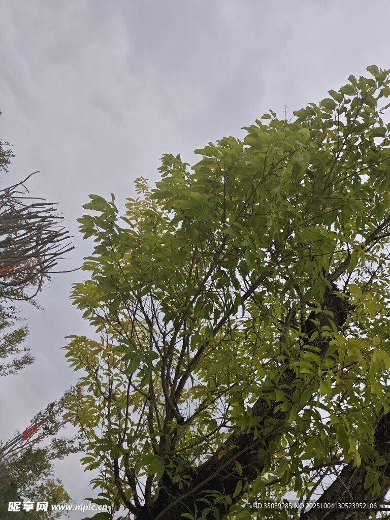 绿树映灰天